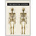Skelettet 2 - 50x70 cm