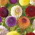 Salling blomsterløg Dahlia Mix
