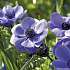 Salling blomsterløg Anemoner Coronaria Royale