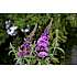 Buddleja davidii sommerfuglebusk, 19 cm potte