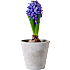 Hyacint, Hyacinthius orientalis, 7 cm potte
