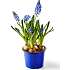 Perlehyacint, Muscari, 9 cm potte.