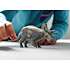 Schleich triceratops 15050