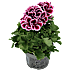 Engelsk pelargonie, 12 cm potte