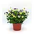 Stedmoderblomst øko - 15 cm potte