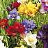 Salling blomsterløg Freesia Dobbelt Mix