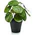 Kunstig plante - Pilea
