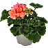 Pelargonie, 11 cm potte