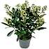 Skimmia, Skimmia japonica Finchy, 17 cm potte