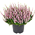 Hedelyng, Calluna Vulgaris garden girls, 17 cm potte