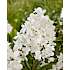 Hortensia Groundbreaker Blush, 14 cm potte