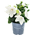 Ballonklokke, Platycodon grandiflorus, 12 cm potte