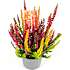 Lyng, Calluna Beauty ladies symphony, 11 cm potte
