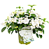 Hortensia Runaway Bride, 19 cm potte