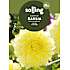 Salling blomsterløg Dahlia - Kelvin Floodlight
