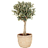 Oliventræ, Olea Europaea, 40 cm potte