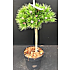 Pinus Densiflora opstammer 26 cm potte