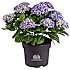 Hortensia, Hydrangea Macrophylla, 21 cm potte
