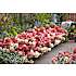 Hortensia Groundbreaker Ruby, 14 cm potte