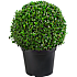 Buksbom kugle, Buxus sempervirens, 29 cm potte