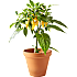Økologisk chiliplante, 11 cm potte