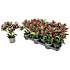 Skimmia, Skimmia japonica Rubella 10,5 cm potte.
