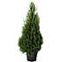Thuja, Thuja Occidentalis 'Smaragd', 21 cm potte