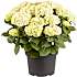 Hortensia, Hydrangea Macrophylla, 29 cm potte