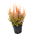 Lyng, Erica Sparsa, 12 cm potte