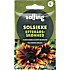 Salling solsikke, Efterårsskønhed, Helianthus Annuus