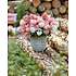 Hortensia Groundbreaker Blush, 14 cm potte