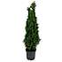 Thuja, Thuja Occidentalis 'Smaragd', 19 cm potte