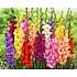 Salling blomsterløg Gladiolus Mix