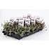 Floks, Phlox, 12 cm potte