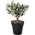 Olivenbusk, Olea Europaea, 14 cm potte