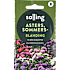 Salling sommerasters, blanding, Callistephus Chinensis
