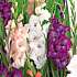 Salling blomsterløg Gladiolus Mix