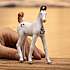 Schleich marwari-føl 14896
