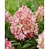 Hortensia Groundbreaker Blush, 14 cm potte