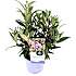 Sommerfuglebusk, Buddleja 'Little Rockstars', 15 cm potte