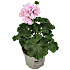 Pelargonie, 11 cm potte