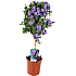 Solanum – flere varianter – assorteret