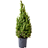 Sukkertopgran, Picea glauca Conica, 19 cm potte
