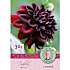 Claus Dalby Dahlia Rip City