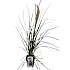 Pampasgræs, Cortaderia selloana, 19 cm potte
