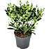 Skimma, Skimmia japonica Finchy, 15 cm potte