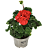 Pelargonie, 11 cm potte