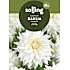Salling blomsterløg Dahlia - Snowbound