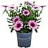 Spansk marguerit Osteospermum - pottestørrelse 9 cm