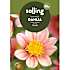 Salling blomsterløg Dahlia Topmix Salmon